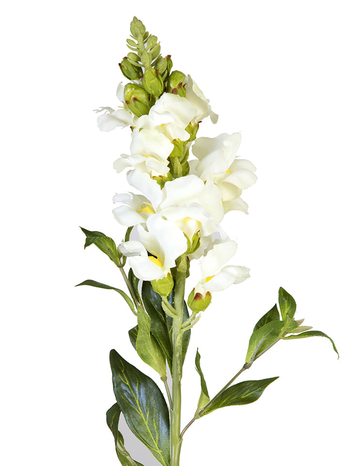 2268015CR 21" Snapdragon Cream