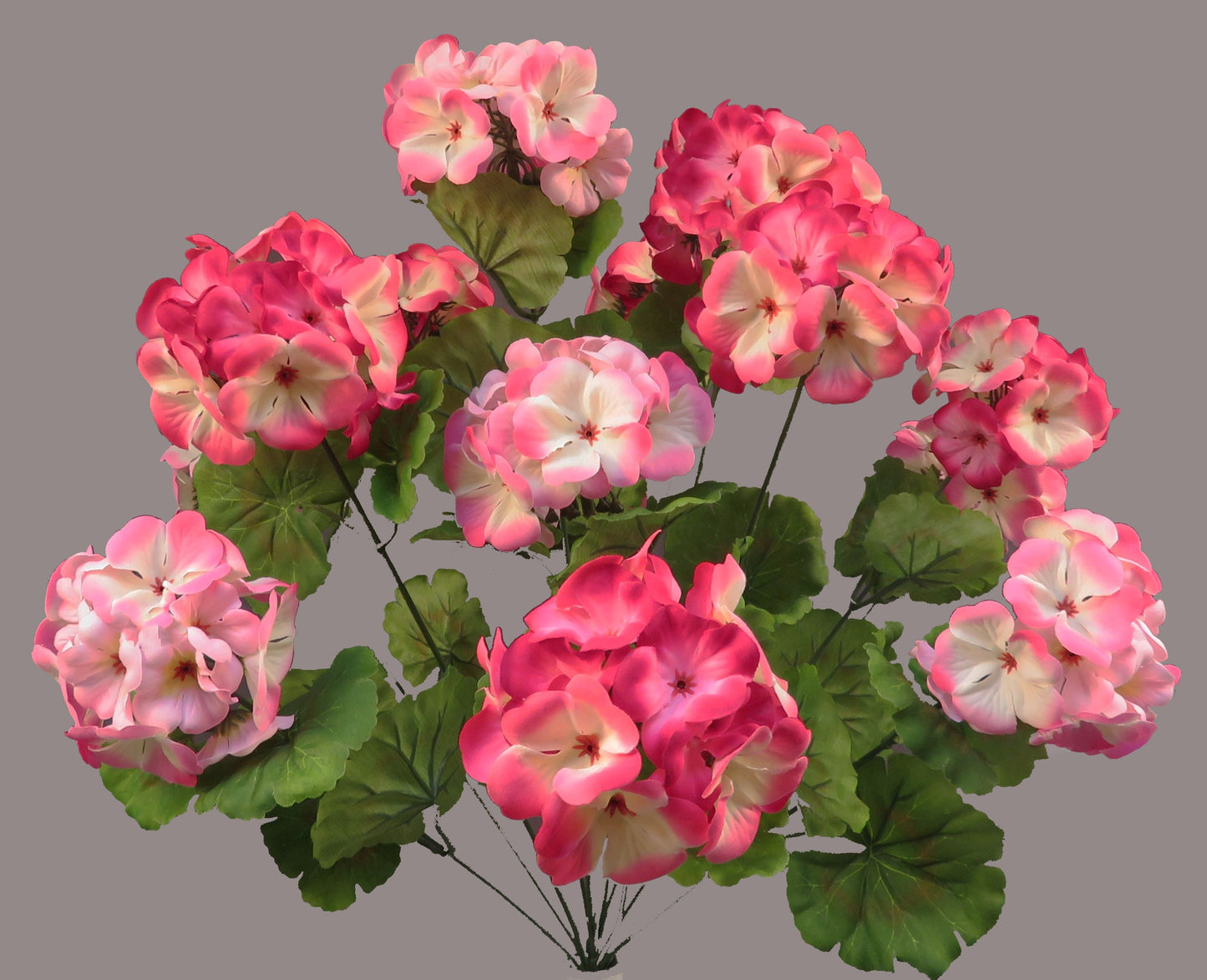 CS21957-TTPNK X14 GERANIUM Pink/White
