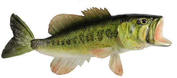 MK2086 15"L Largemouth Bass Natural