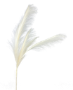 56521IV 30" Pampas Grass SprayX5 Ivory