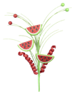 62358RDGN 20" Glitter Watermelon Curly Pick