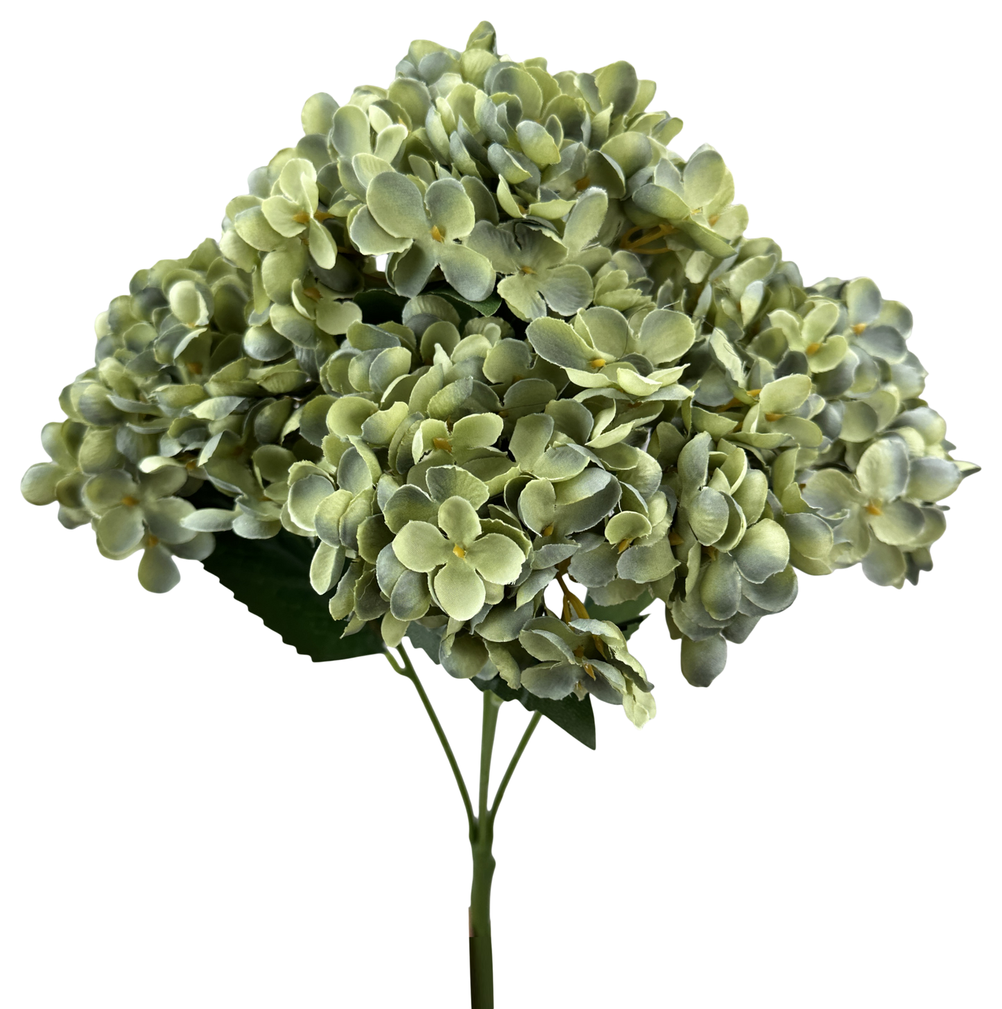 57328SAGE H19" Hydrangea BushX5 Sage