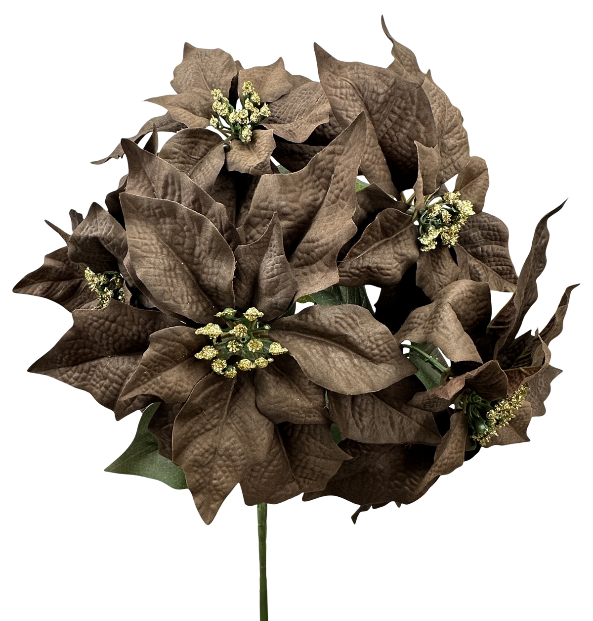 Poinsettia Bush x 5