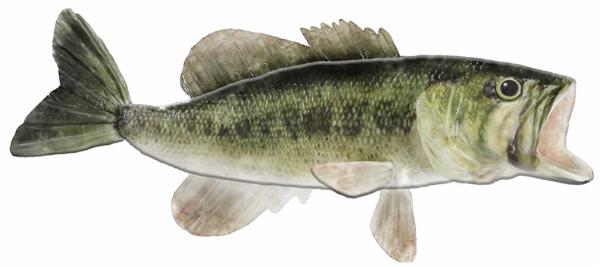 MD0607 12"L x 5.25"H Metal/Embd Large Mth BassMoss Green/Sage/Cream