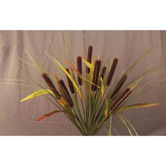 CS21627 X 10 Cattail