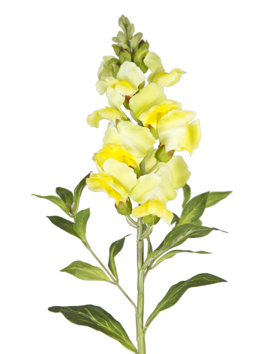 2268015YL     21" Snapdragons  Yellow