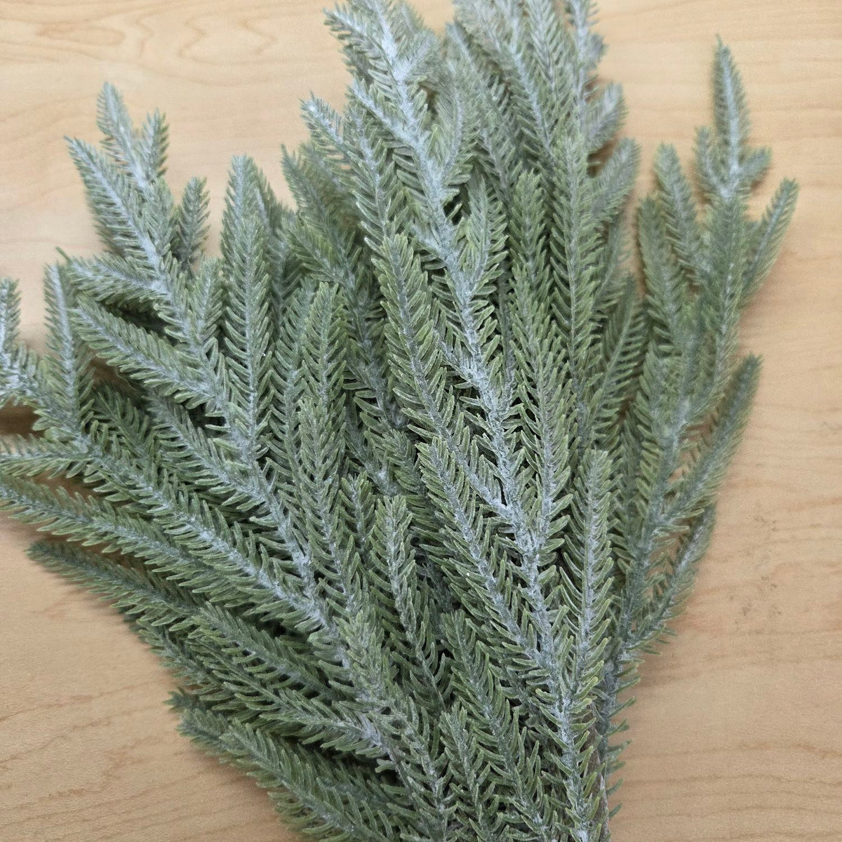 65889    22"  Norfolk Pine Bush