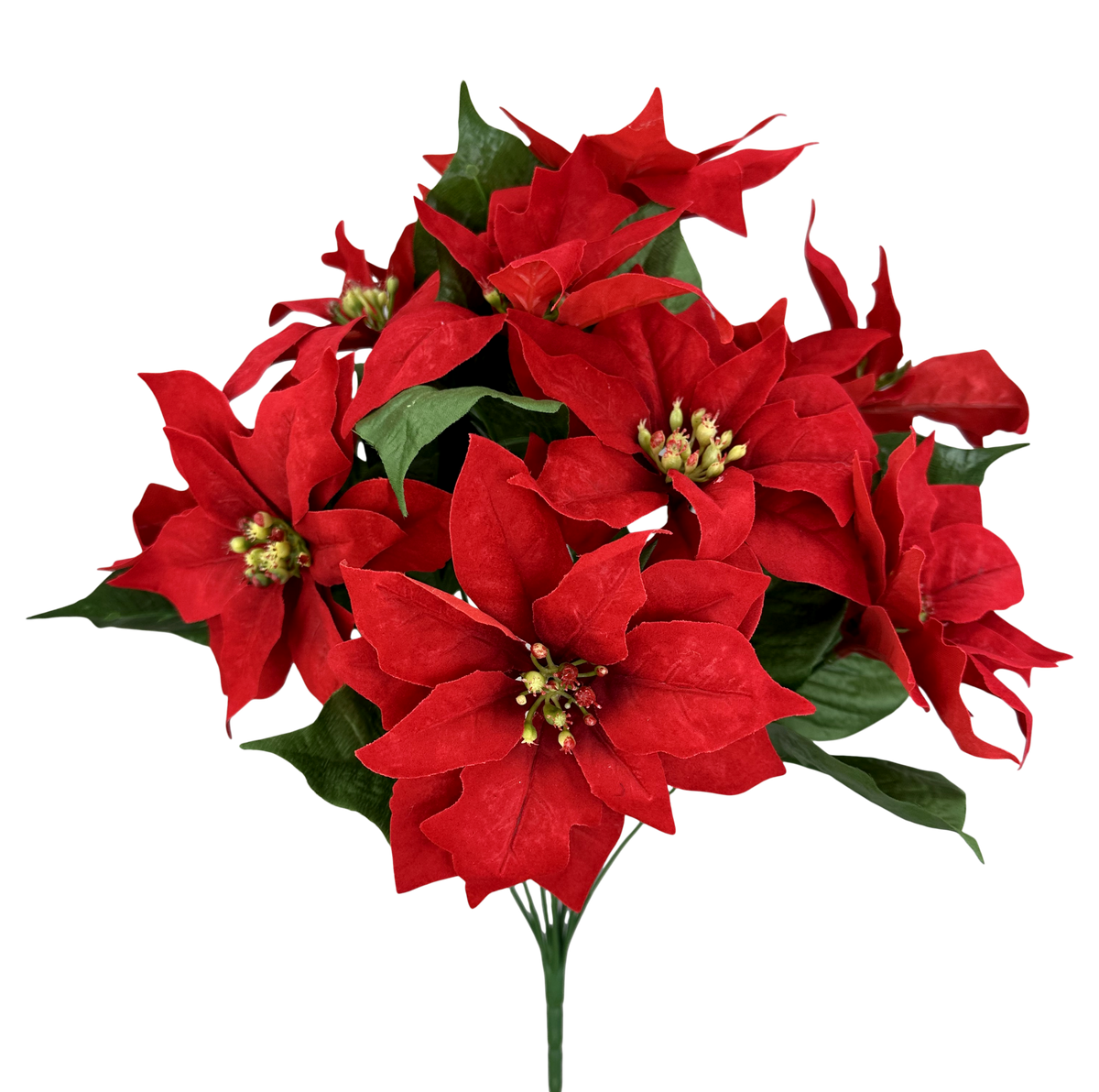 86578RD   18H    Poinsettia Bush x 11   Red