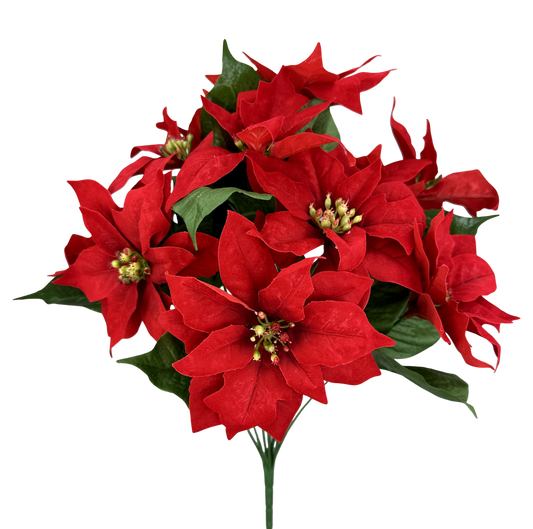86578RD   18H    Poinsettia Bush x 11   Red