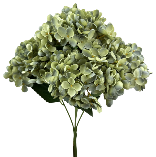 57328SAGE     H19"   Hydrangea BushX5    Sage