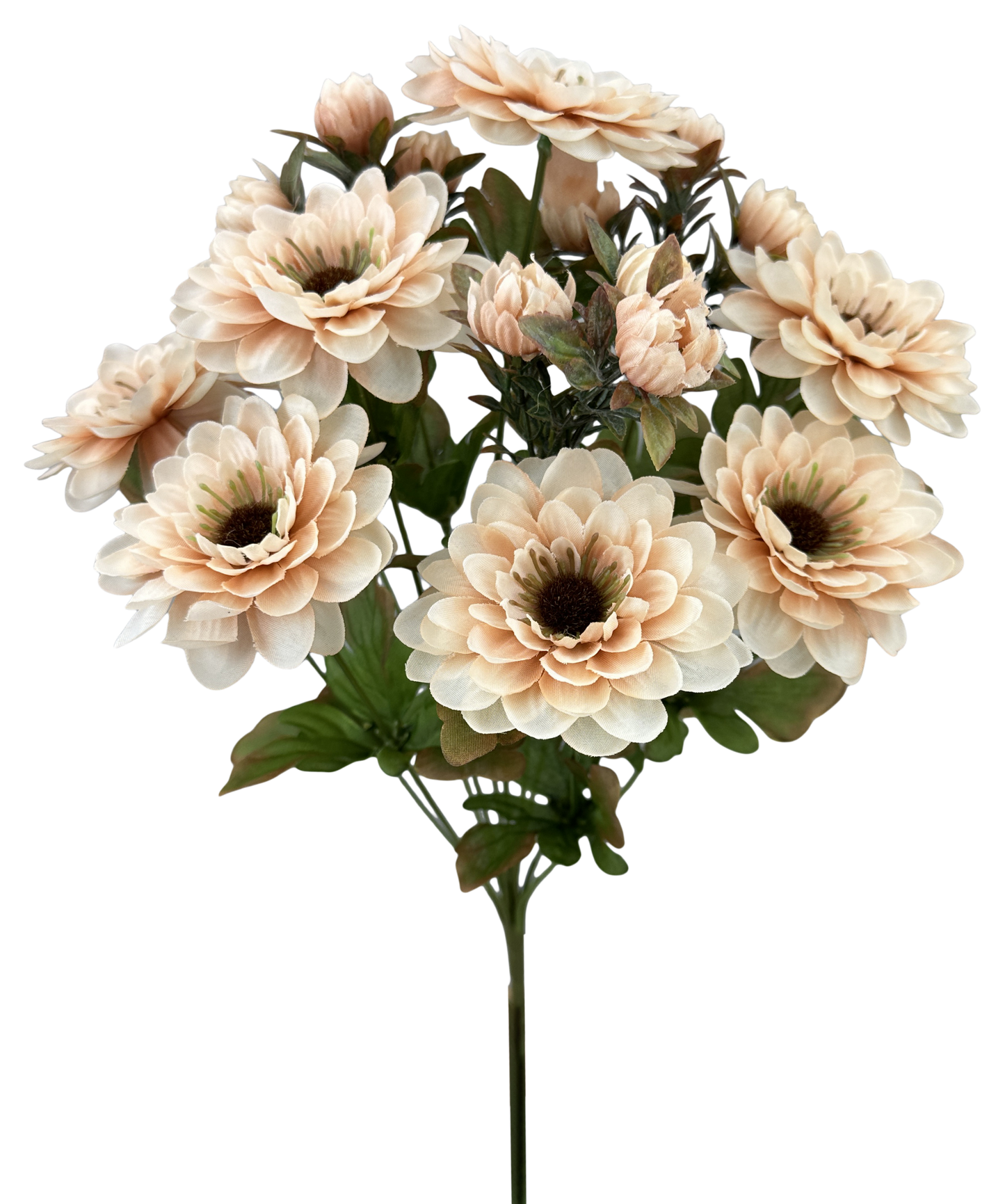 57536BE    H17"  Zinnia BushX12