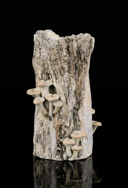 MX057636    12.5"H x 7"Dia Driftwood/Mushroom Vase      Material: Cement