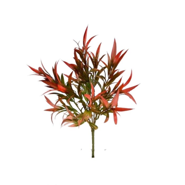 CS14303   Wild Grass X5